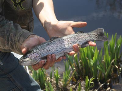 trout-planting-for-fishing