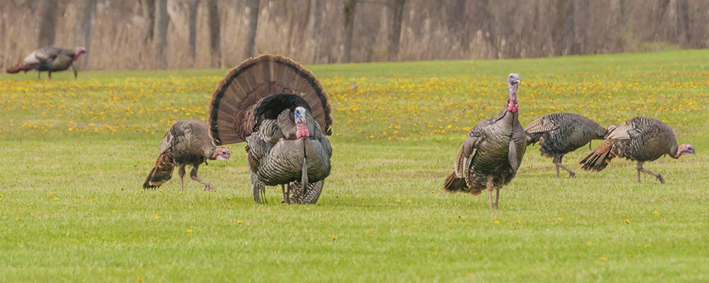 turkey-fanned-out-and-strutting-for-female-turkeys