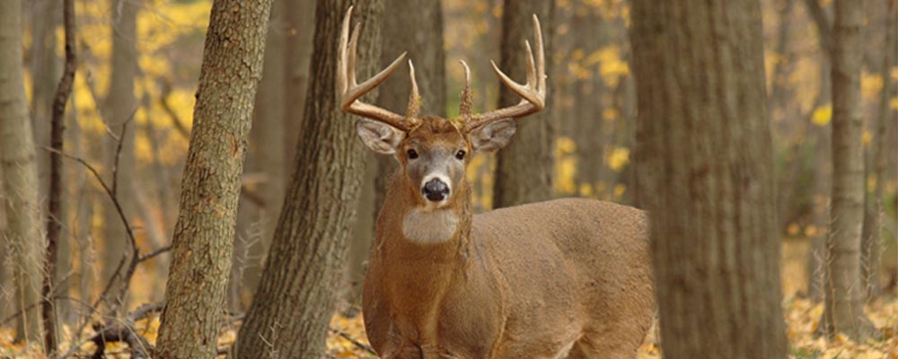 whitetail-buck-in-woods