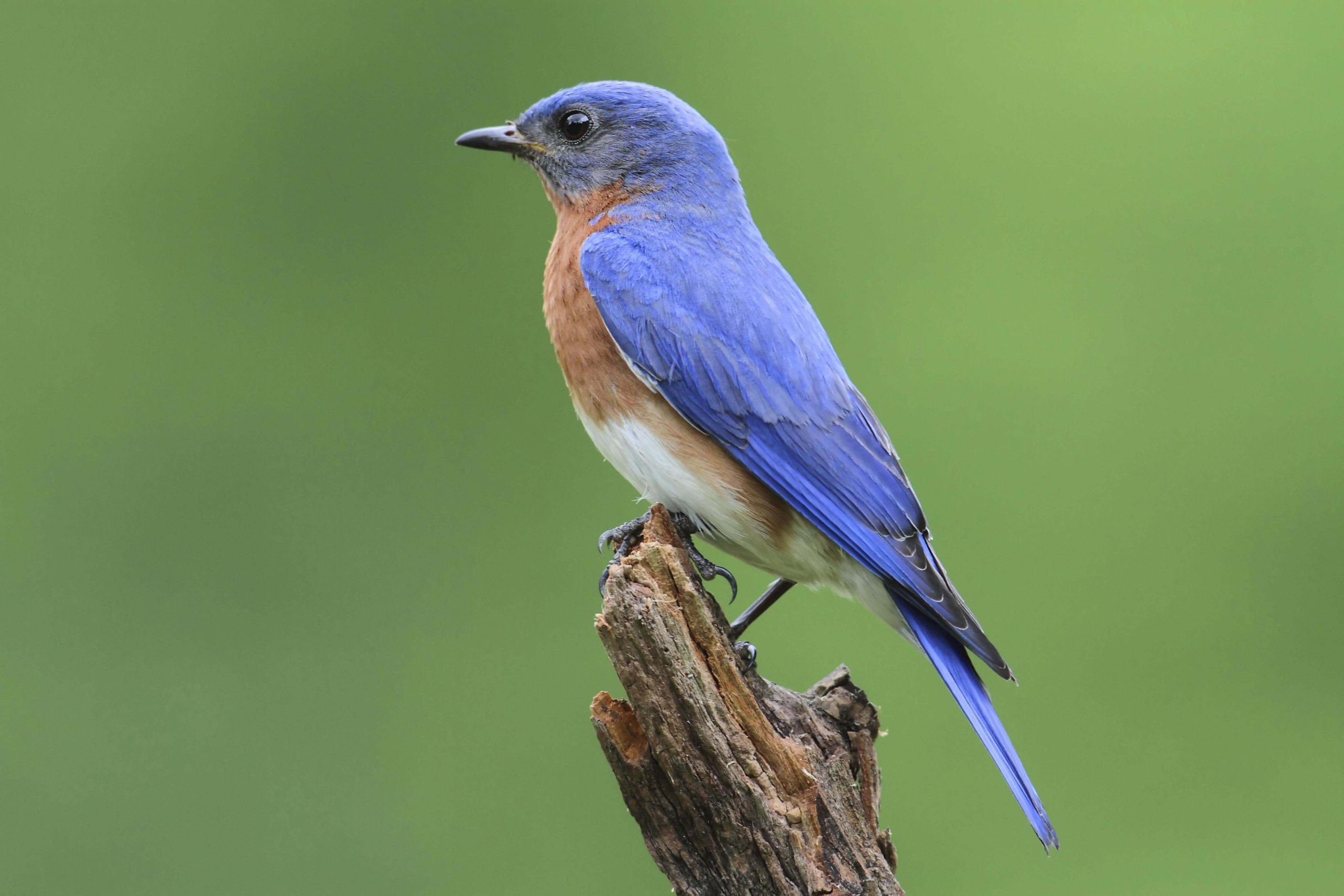 blue-bird